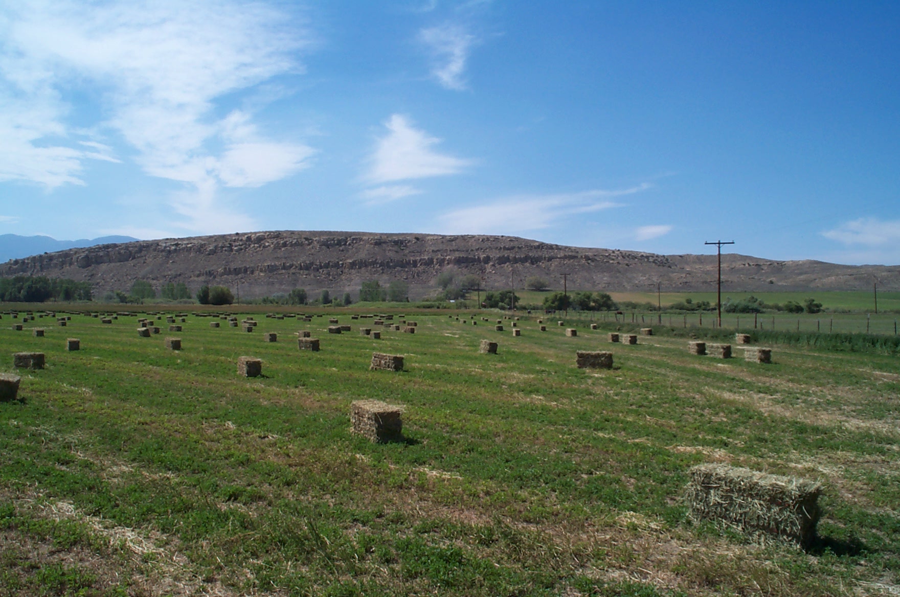 Alfalfa hay bales