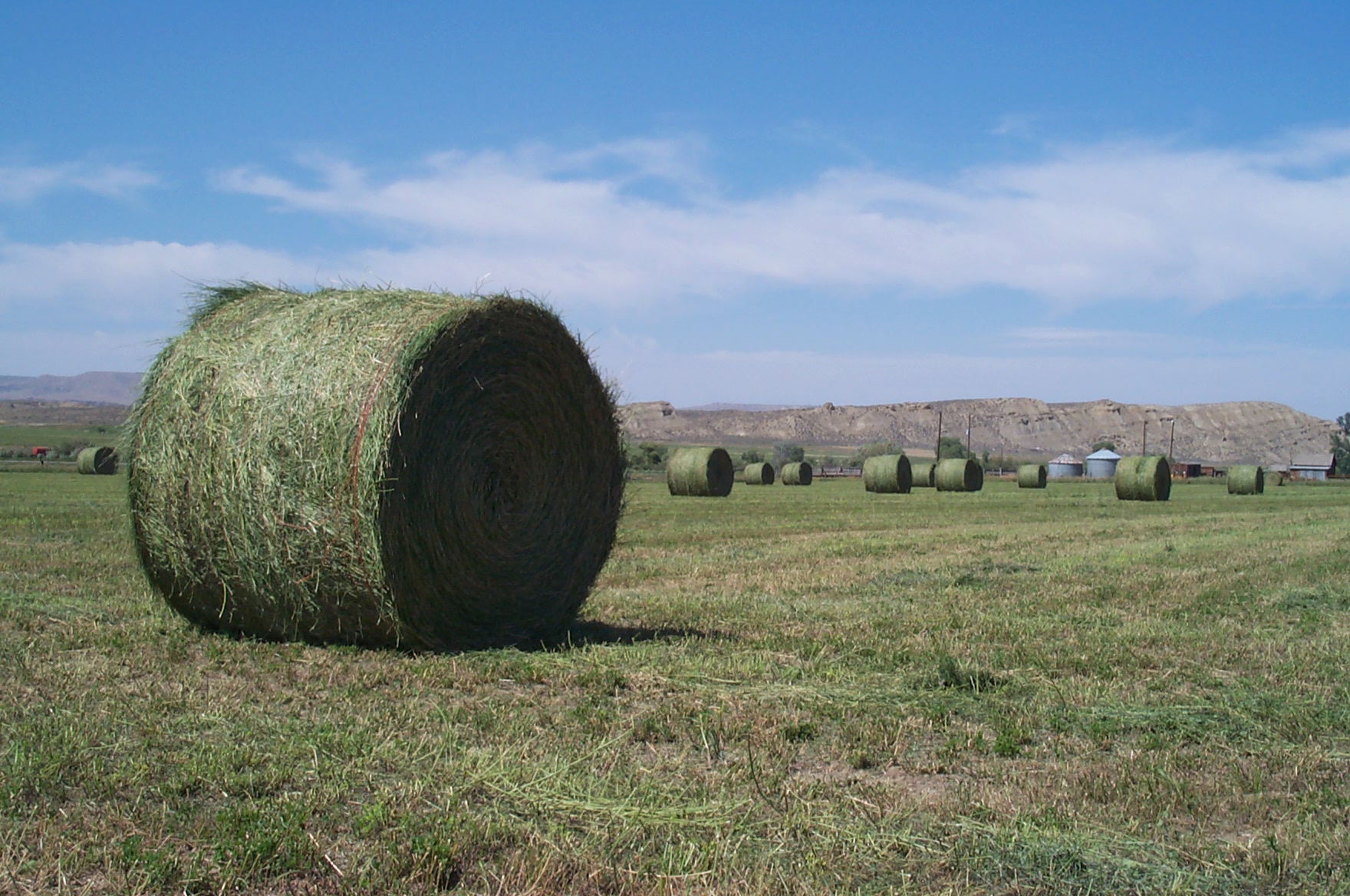 Alfalfa field and bales