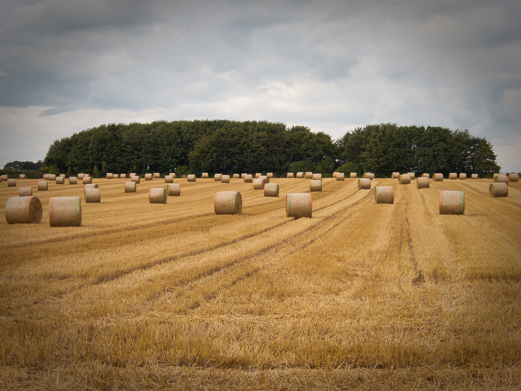 Wheat straw bales